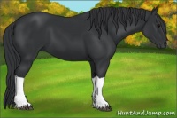 Horse Color:Black 