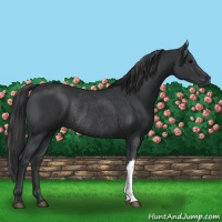 Horse Color:Black Rabicano 
