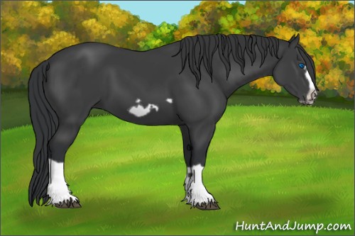 Horse Color:Black Splash Frame