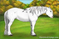 Horse Color:Black Sabino Splash and Silver Black Sabino Splash