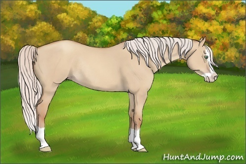 Horse Color:Silver Classic Champagne Dun Splash Rabicano 