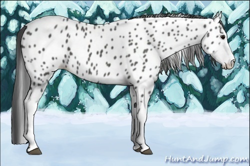 Horse Color:Black Splash Frame Near Leopard