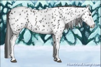 Horse Color:Black Splash Frame Near Leopard