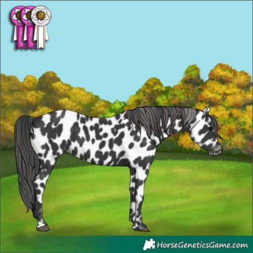 Horse Color:Black Appaloosa 