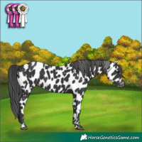 Horse Color:Black Appaloosa