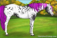 Horse Color:Painted White Spotted Black Appaloosa 