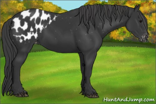 Horse Color:Black Appaloosa 