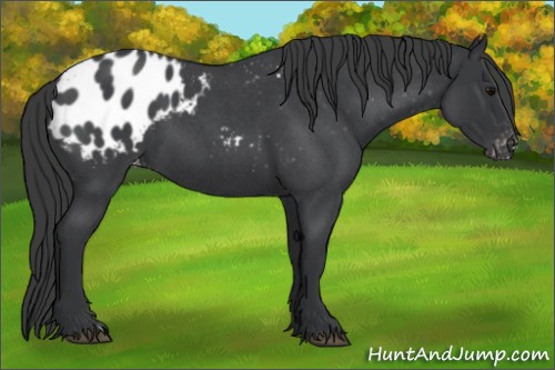 Horse Color:Blue Roan Appaloosa