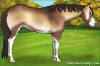 Horse Color:Liver Red Onyx Sabino 