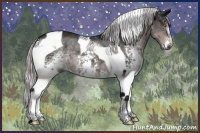 Horse Color:Gray White Spotted Silver Black Chinchilla Tobiano 