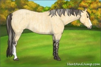 Horse Color:Palomino Roan  and Buckskin Roan 