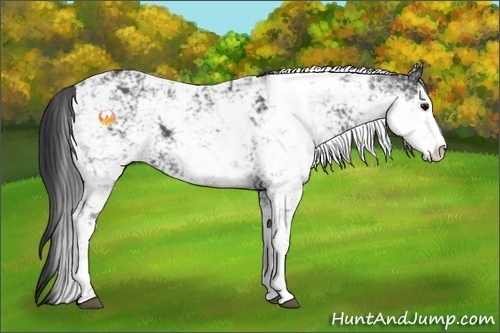 Horse Color:Black Sabino