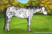 Horse Color:Black Splash Frame and White Spotted Black Splash Frame
