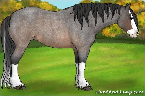 Horse Color:Buckskin Roan Splash 