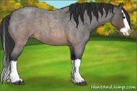 Horse Color:Buckskin Roan Splash 