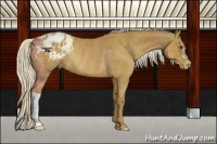 Horse Color:Palomino Appaloosa Rabicano