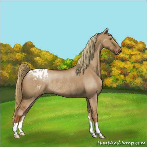 Horse Color:Red Dun Blanket Rabicano