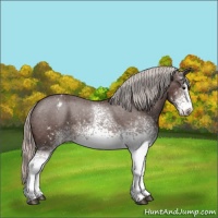 Horse Color:White Spotted Silver Brown Appaloosa 