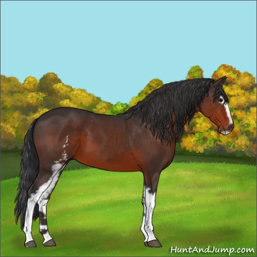 Horse Color:White Spotted Brown Sabino