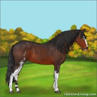 Horse Color:White Spotted Brown Sabino 