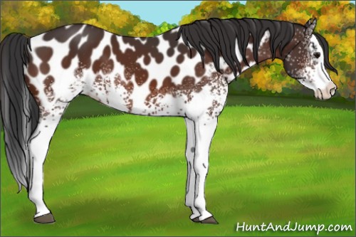 Horse Color:White Spotted Bay Splash Appaloosa 