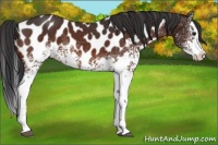 Horse Color:White Spotted Bay Splash Appaloosa