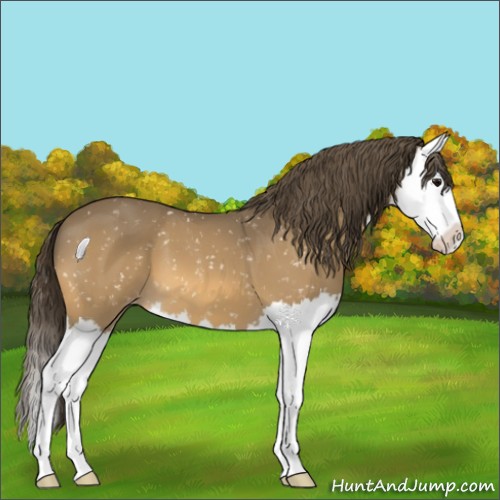 Horse Color:Buckskin Splash Appaloosa 