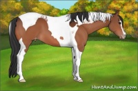 Horse Color:Bay Sabino Tobiano Appaloosa 