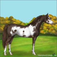 Horse Color:Liver Chestnut Sabino Frame 