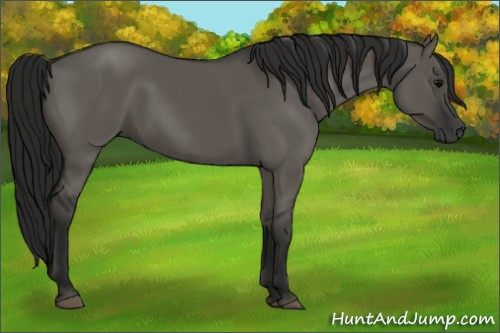 Horse Color:Gray Grullo