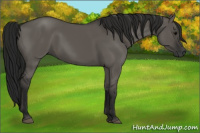 Horse Color:Gray Grullo 