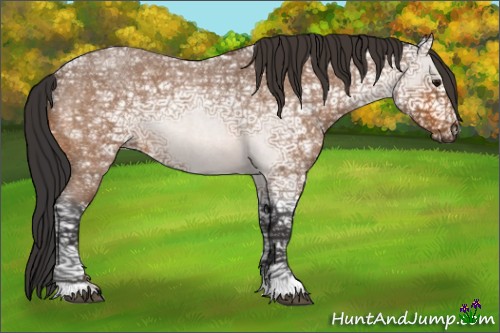 Horse Color:Bay Ice Roan 