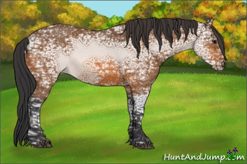 Horse Color:Bay Ice Roan 