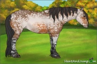 Horse Color:Bay Ice Roan