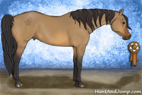 Horse Color:Bay Dun 