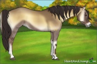 Horse Color:Liver Red Dun Onyx 