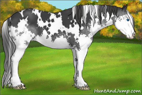 Horse Color:White Spotted Black Sabino Splash