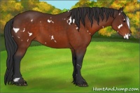 Horse Color:White Spotted Brown 