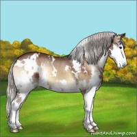 Horse Color:White Spotted Silver Brown Onyx Splash