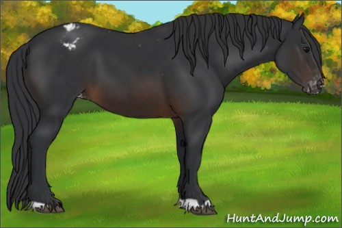 Horse Color:Brown Appaloosa