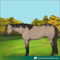 Horse Color:Liver Red Dun 