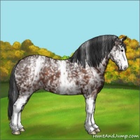 Horse Color:White Spotted Brown Appaloosa 