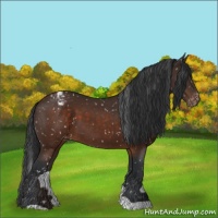 Horse Color:Brown Appaloosa 