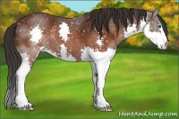 Horse Color:Brown Splash Appaloosa 