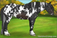 Horse Color:White Spotted Brown Appaloosa 