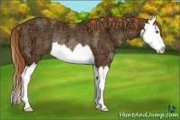 Horse Color:Chestnut Ice Splash Rabicano 