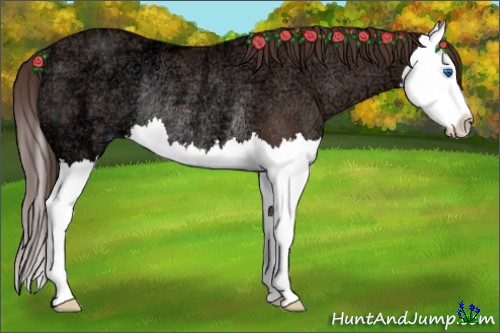 Horse Color:Liver Chestnut Ice Splash Rabicano