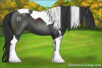 Horse Color:Black Tobiano 