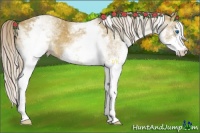 Horse Color:White Spotted Chocolate Palomino Splash 