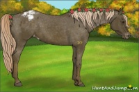 Horse Color:Chocolate Palomino Appaloosa